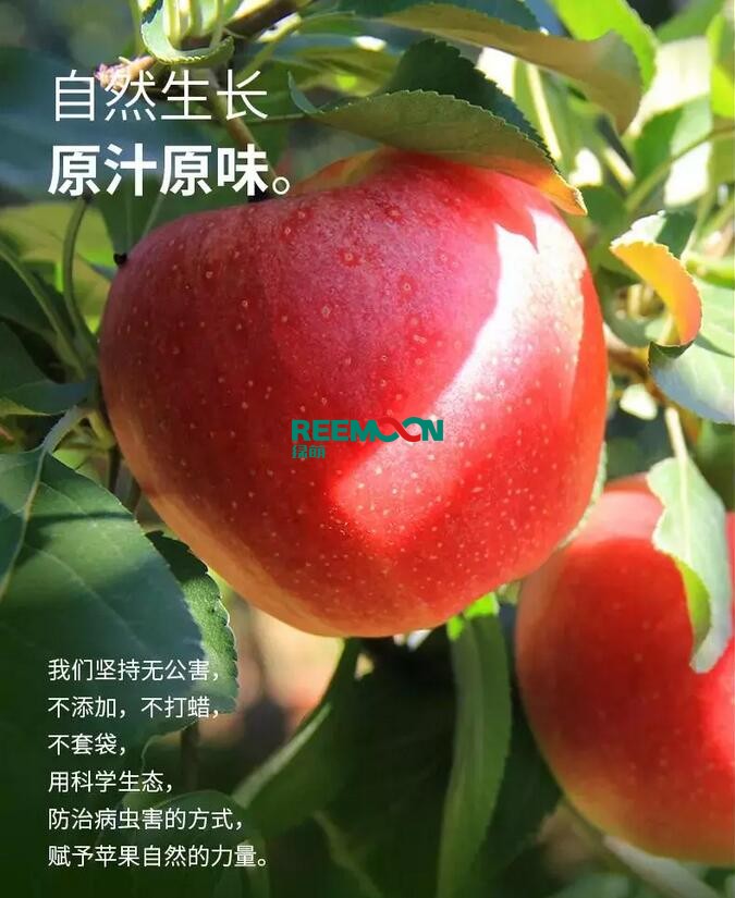 昭通蘋(píng)果：依靠短根莖種植和數(shù)字分揀技術(shù)帶動(dòng)蘋(píng)果產(chǎn)業(yè)標(biāo)準(zhǔn)化在推動(dòng)蘋(píng)果產(chǎn)業(yè)發(fā)展的過(guò)程中，昭通始終把加強(qiáng)企業(yè)領(lǐng)導(dǎo)力作為一個(gè)有力的切入點(diǎn)。為此，引進(jìn)陜西海生、SDIC中路、一寶、華師天農(nóng)等30多家企業(yè)，打造冷鏈物流市場(chǎng)，對(duì)蘋(píng)果進(jìn)行深加工，建立物聯(lián)網(wǎng)和大數(shù)據(jù)聯(lián)合應(yīng)用平臺(tái)，追蹤蘋(píng)果生產(chǎn)全過(guò)程。已成為華南地區(qū)最