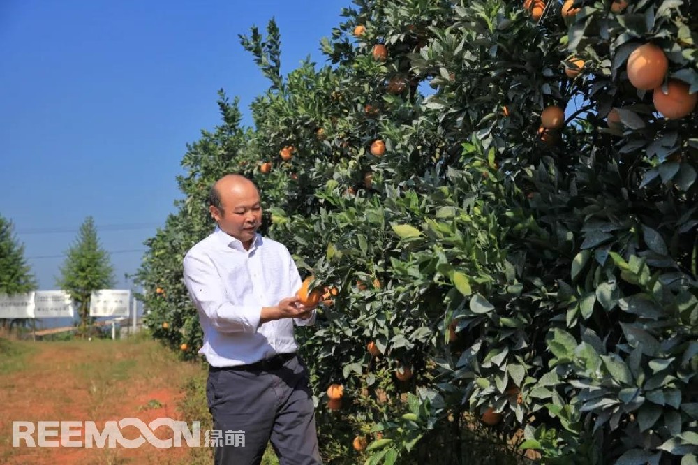 江西綠萌科技控股有限公司董事長朱壹我是第3次造訪綠萌位于江西省信豐縣大阿鎮的現代農業科技示范基地。與前幾次來的時間不同，這趟過來恰逢果實成熟期。我們品嘗了幾個品種，口感都非常好。尤其是我最愛的“雞尾葡萄柚”，糖度普遍在13%以上，風味令人記憶深刻。“現在除了臍橙和‘雞尾葡萄柚’，還有其他適合的品種